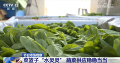 “水灵灵”、稳稳当当 春节期间“菜篮子”产物