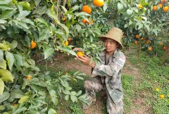 沃柑喷鼻里话康年